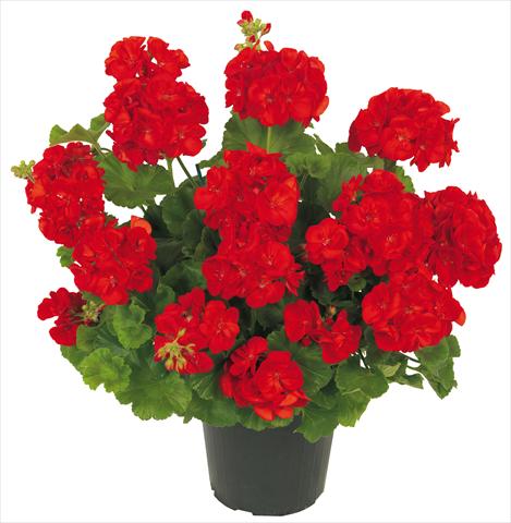 Photo de variété de fleurs à utiliser comme: Pot Pelargonium zonale Solar Light Polaris Rosso Vivo