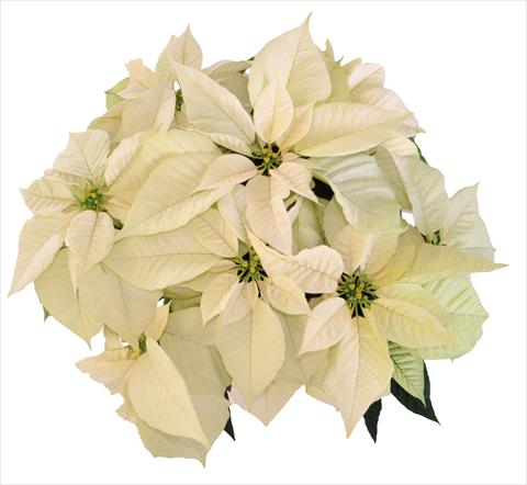 Photo de variété de fleurs à utiliser comme: Pot Poinsettia - Euphorbia pulcherrima RE-AL Snowball