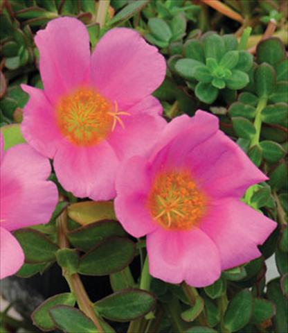 Photo de variété de fleurs à utiliser comme: Pot Portulaca Electric Pink