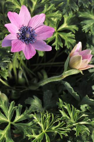 Photo de variété de fleurs à utiliser comme: Fleur coupée Anemone coronaria L. Concerto