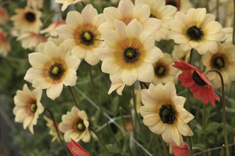 Photo de variété de fleurs à utiliser comme: Fleur coupée Anemone coronaria L. Concerto