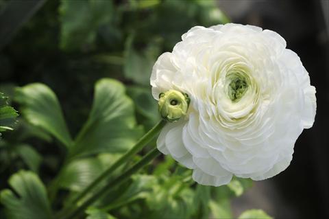 Photo de variété de fleurs à utiliser comme: Fleur coupée Ranunculus asiaticus Elegance Bianco