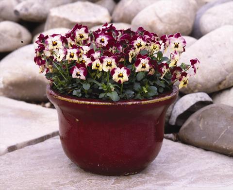 Photo de variété de fleurs à utiliser comme: Plante à massif/ plante de bordure Viola cornuta Valentine
