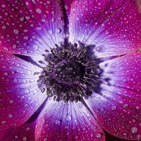Photo de variété de fleurs à utiliser comme: Fleur coupée Anemone coronaria L. Mistral Magenta