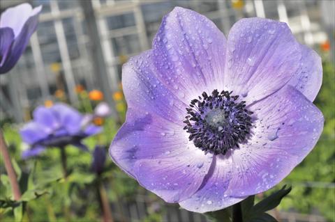 photo of flower to be used as: Cutflower Anemone coronaria L. Mistral Plus Nadja