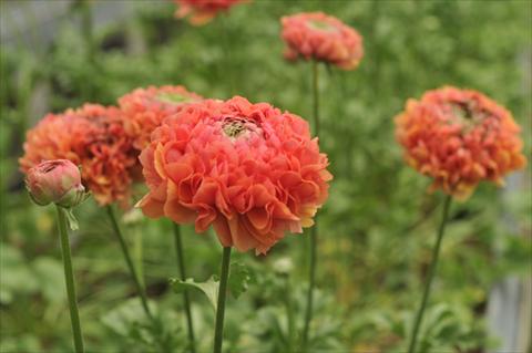 photo of flower to be used as: Cutflower Ranunculus asiaticus Ponpon Minerva