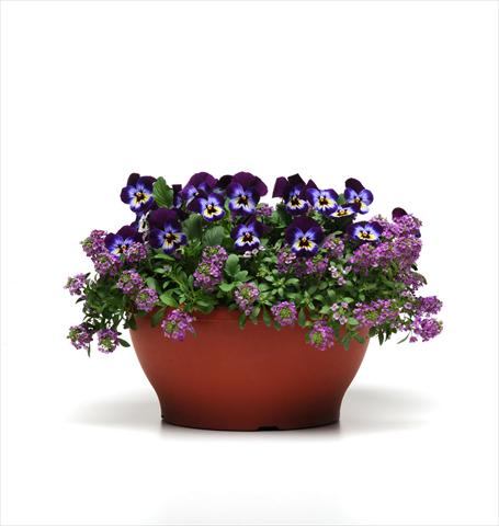 Photo de variété de fleurs à utiliser comme: Suspension / pot 2 Combo Coloursgames Purple Cotton