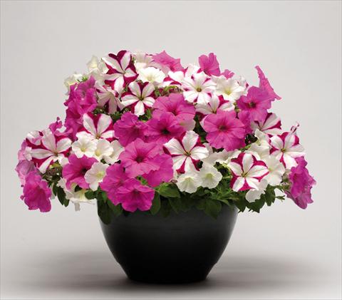 Photo de variété de fleurs à utiliser comme: Suspension / pot 2 Combo Couloursgames Strawberry Pie