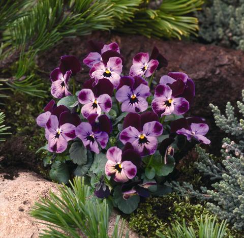 Photo de variété de fleurs à utiliser comme: Plante à massif/ plante de bordure Viola cornuta Pierrot F1