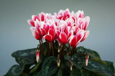 Photo de variété de fleurs à utiliser comme: Pot Cyclamen persicum mini Mini ciclamino Picola Shine Red
