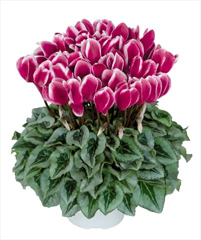Photo de variété de fleurs à utiliser comme: Pot Cyclamen persicum Halios fantasia Magenta Decora