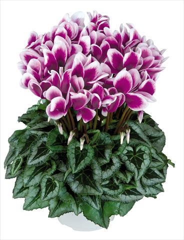 Photo de variété de fleurs à utiliser comme: Pot Cyclamen persicum Halios Fantasia Violet Foncé Decora