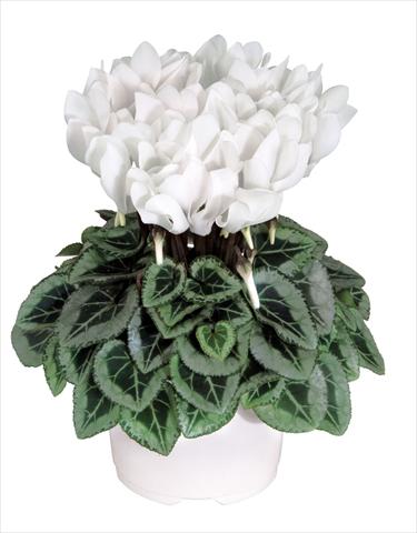 Photo de variété de fleurs à utiliser comme: Pot Cyclamen persicum Metis Blanc Pur