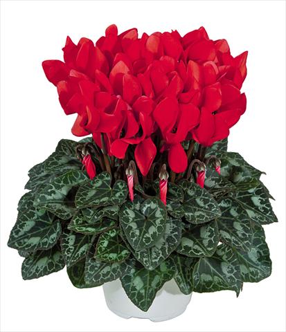 Photo de variété de fleurs à utiliser comme: Pot Cyclamen persicum Tianis Rouge Ecalate