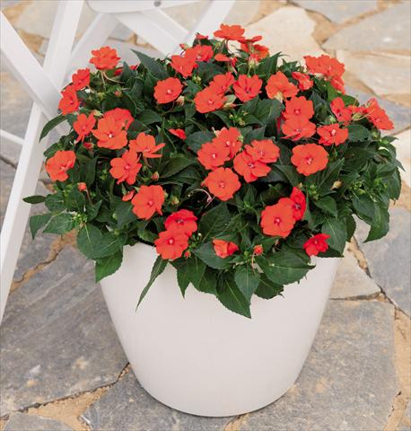 Photo de variété de fleurs à utiliser comme: Pot et Plante à massif Impatiens hawkerii Sunpatiens Compact Electric Orange