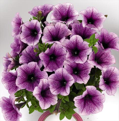 Photo de variété de fleurs à utiliser comme: Plante à massif, pot ou Suspension Petunia hybrida Poptunia Blue Vein