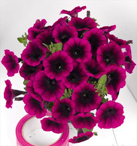 Photo de variété de fleurs à utiliser comme: Plante à massif, pot ou Suspension Petunia hybrida Poptunia Deep Raspberry