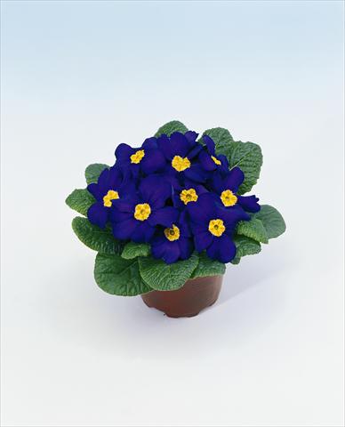 Photo de variété de fleurs à utiliser comme: Suspension / pot Primula acaulis, veris, vulgaris Select Blue