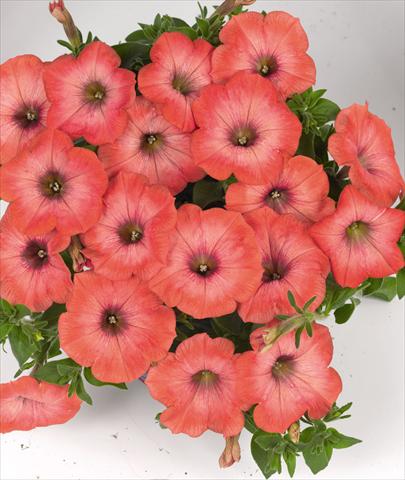 Photo de variété de fleurs à utiliser comme: Plante à massif, pot ou Suspension Petunia hybrida Poptunia Orange