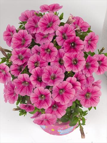 Photo de variété de fleurs à utiliser comme: Plante à massif, pot ou Suspension Petunia hybrida Poptunia Pink
