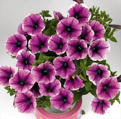 Photo de variété de fleurs à utiliser comme: Plante à massif, pot ou Suspension Petunia hybrida Petunia hybrida Poptunia White Merlot