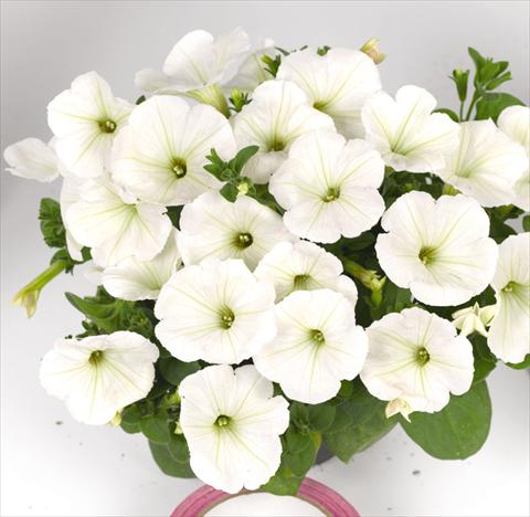 Photo de variété de fleurs à utiliser comme: Plante à massif, pot ou Suspension Petunia hybrida Poptunia White