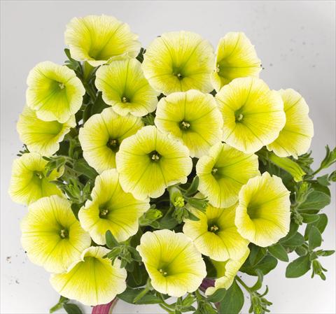 Photo de variété de fleurs à utiliser comme: Plante à massif, pot ou Suspension Petunia hybrida Poptunia Yellow
