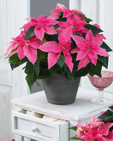 Photo de variété de fleurs à utiliser comme: Pot Poinsettia - Euphorbia pulcherrima Princettia Hot Pink