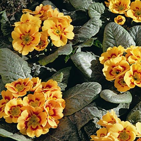 Photo de variété de fleurs à utiliser comme: Suspension / pot Primula acaulis, veris, vulgaris Sphinx Apricot