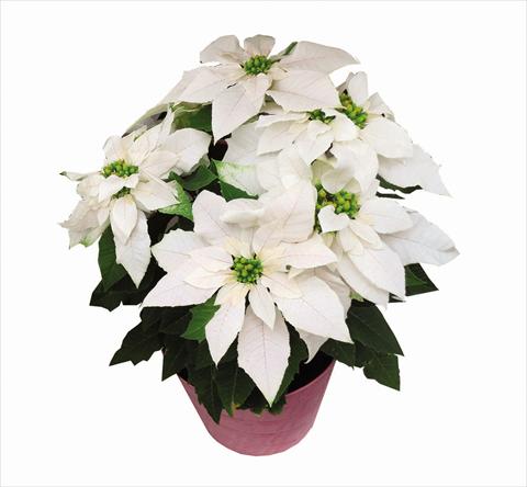 Photo de variété de fleurs à utiliser comme: Pot Poinsettia - Euphorbia pulcherrima Princettia MaxWhite SML