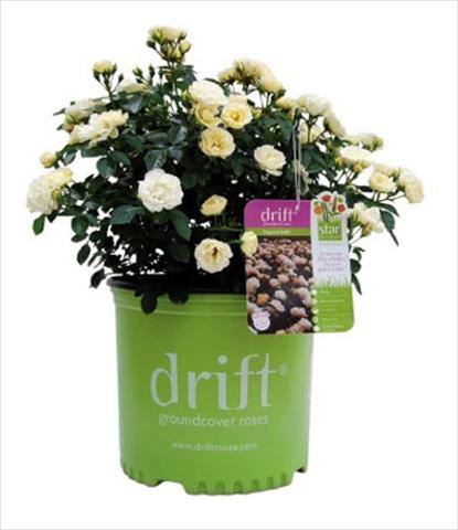 Photo de variété de fleurs à utiliser comme: Pot et Plante à massif Rosa floribunda Popcorn Drift