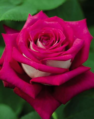 Photo de variété de fleurs à utiliser comme: Pot et Plante à massif Rosa floribunda GF Monica Bellucci
