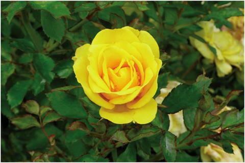 Photo de variété de fleurs à utiliser comme: Pot et Plante à massif Rosa floribunda Golden Bonica
