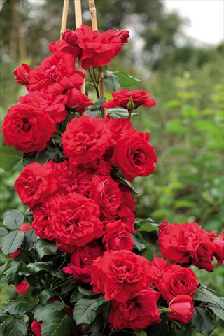 Photo de variété de fleurs à utiliser comme: Pot et Plante à massif Rosa rampicante GPT Negresco
