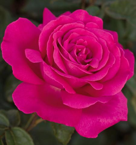 Photo de variété de fleurs à utiliser comme: Pot et Plante à massif Rosa floribunda Velasquez
