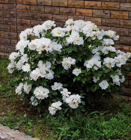 Photo de variété de fleurs à utiliser comme: Pot et Plante à massif Rosa floribunda Knock Out White
