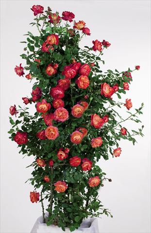 Photo de variété de fleurs à utiliser comme: Pot et Plante à massif Rosa rampicante GPT Baby Romantica