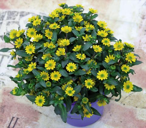 Photo de variété de fleurs à utiliser comme: Pot Sanvitalia Sanvitana Compact