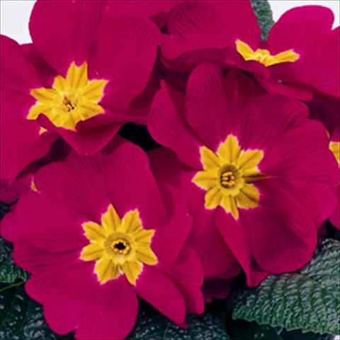 Photo de variété de fleurs à utiliser comme: Suspension / pot Primula acaulis, veris, vulgaris Meridian Carmine