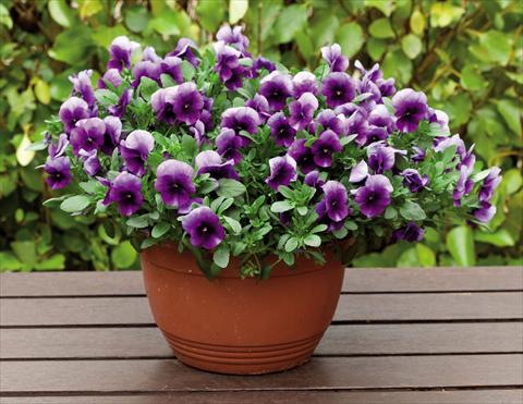 Photo de variété de fleurs à utiliser comme: Plante à massif, pot ou Suspension Viola wittrockiana Superba Basket Beaconsfield