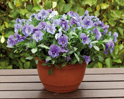 Photo de variété de fleurs à utiliser comme: Plante à massif, pot ou Suspension Viola wittrockiana Superba Basket True Blue