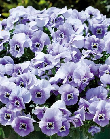 Photo de variété de fleurs à utiliser comme: Plante à massif, pot ou Suspension Viola wittrockiana Superba Basket Marina