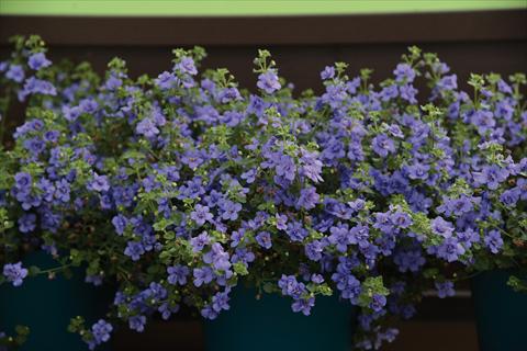 Photo de variété de fleurs à utiliser comme: Pot et Plante à massif Bacopa (Sutera cordata) Bacopa fiore doppio bianco e blu mix