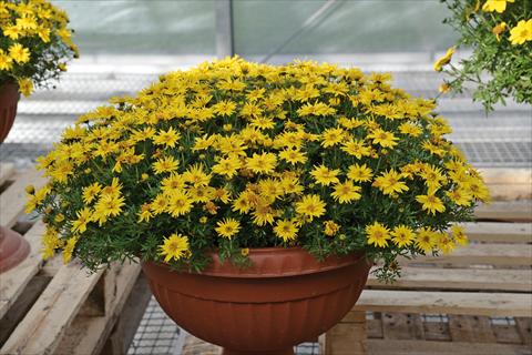 Photo de variété de fleurs à utiliser comme: Pot et Plante à massif Bidens ferulifolia Spider Yellow