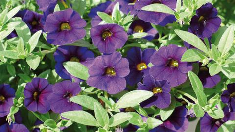 Photo de variété de fleurs à utiliser comme: Plante à massif, pot ou Suspension Calibrachoa Kabloom Blu