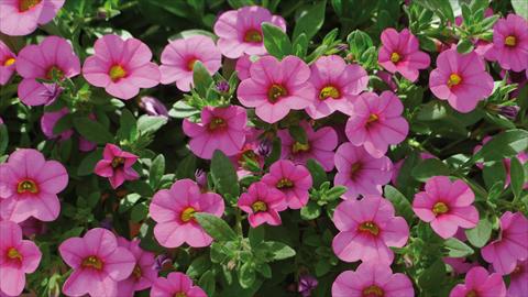 Photo de variété de fleurs à utiliser comme: Plante à massif, pot ou Suspension Calibrachoa Kabloom Pink