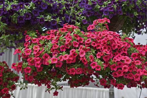 Photo de variété de fleurs à utiliser comme: Plante à massif, pot ou Suspension Calibrachoa Kabloom Rose
