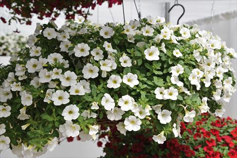 Photo de variété de fleurs à utiliser comme: Plante à massif, pot ou Suspension Calibrachoa Kabloom White