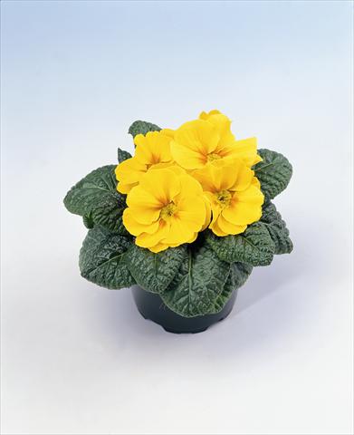 Photo de variété de fleurs à utiliser comme: Suspension / pot Primula acaulis, veris, vulgaris Salome Golden Yellow