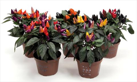Photo de variété de fleurs à utiliser comme: Pot et Plante à massif Capsicum annuum Fuego mix